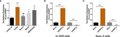 LncRNA KASRT Serves as a Potential Treatment Target by Regulating SRSF1-Related KLF6 Alternative Splicing and the P21/CCND1 Pathway in Osteosarcoma: An In Vitro and In Vivo Study